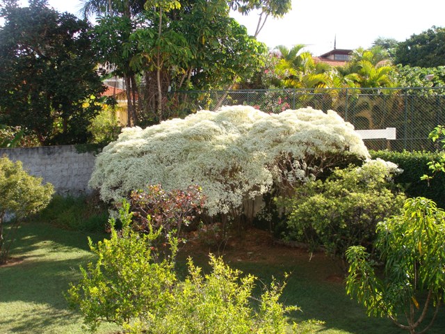 Arbustos para cerca densa