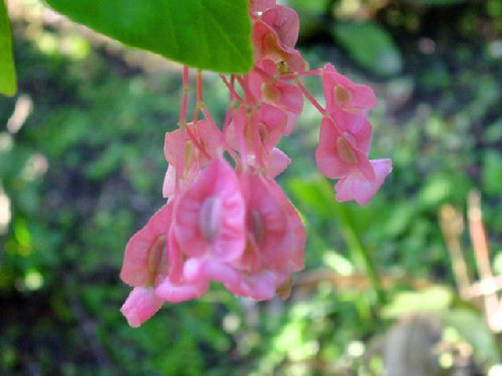 Flores femininas de Begonia coccinea
