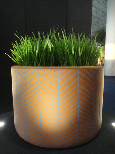 Plantas em vasos