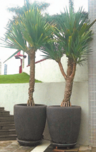 plantas em vasos
