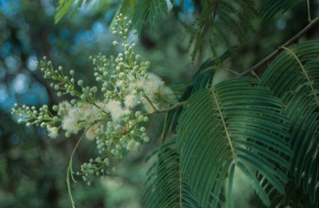 Anadenanthera colubrina