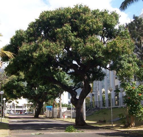 Árvores na cidade Árvores na cidade