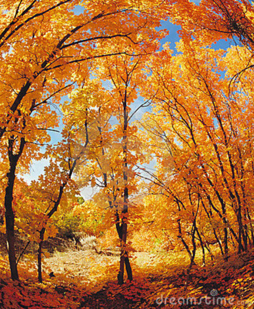 Bosque de acer
