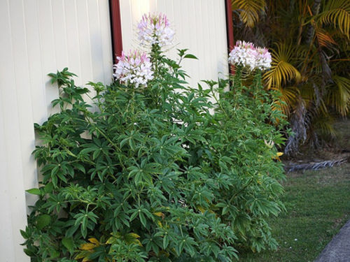 Cleome hassleriana01 Cleome hassleriana