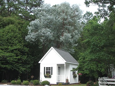 Eucalyptus cinerea, em destaque
