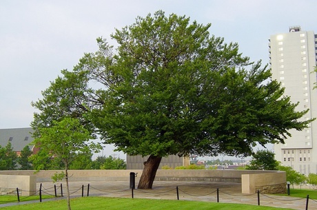 Árvores na cidade Árvores na cidade