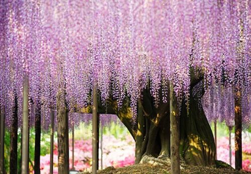 Parque no Japão possui a árvore mais bonita do mundo