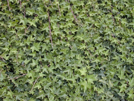 Hedera helix Hedera helix