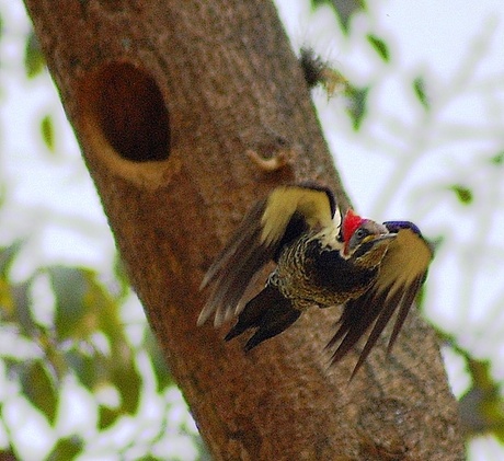 Um pica-pau-de-banda-branca (Dryocopus lineatus) em pleno voo no Jardim Botânico de São Paulo.