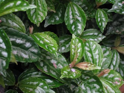 Pilea cadierei