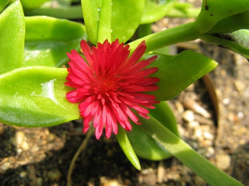 Aptenia cordifolia