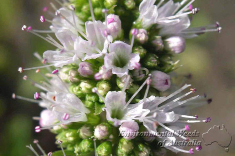 Mentha Spicata Mentha Spicata