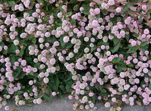 Polygonum capitatum