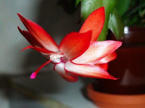 Schlumbergera truncata