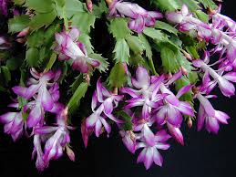 Schlumbergera truncata