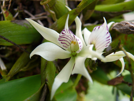 No Jardín Botánico Lankester vimos cerca de 100 espécies de orquídeas, como esta endêmica do país