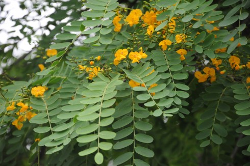 Tipuana_tipu
