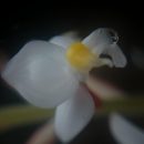 Ludisia Discolor – uma orquídea com folhagem unica