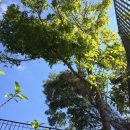 Árvore do sabão – Sapindus saponaria