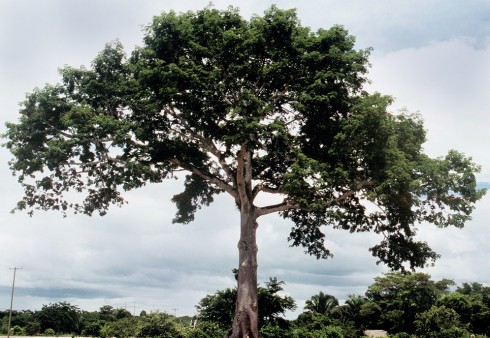 Sumaúma (Ceiba pentandra)