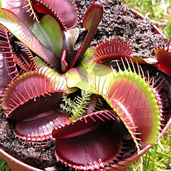 Medo de plantas carnívoras
