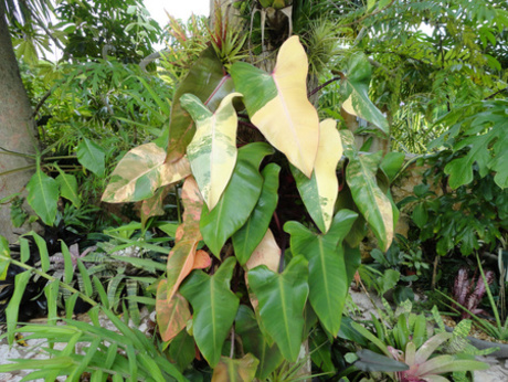 filodendro-variegata (Philodendron erubescens)