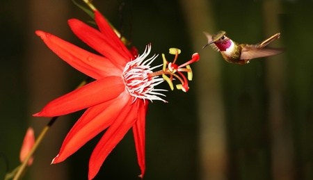 maracujá-vermelho (Passiflora coccinea)