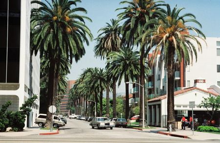 palmeira-das-canárias em Beverly Hills