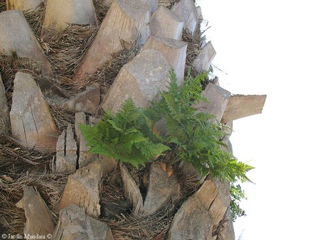 tronco da palmeira com epífitas