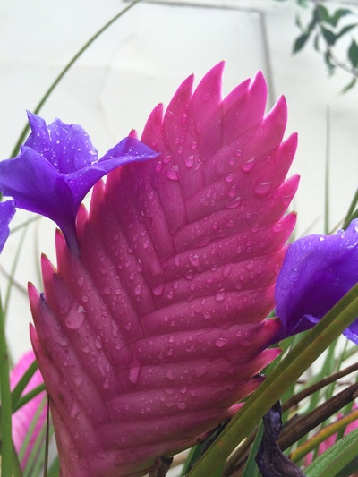 Tillandsia cyanea com brácteas rosa e flores violáceas