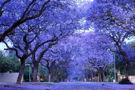 Jacarandás