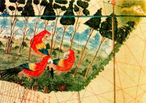 Mapa de 1502 da "Terra dos Papagaios"