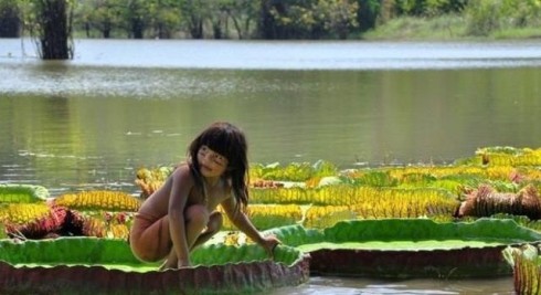 Amazônia