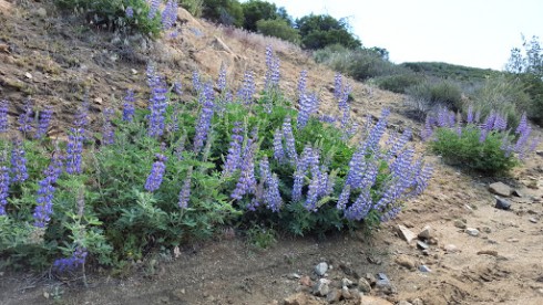 Phacelia crenulata