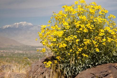 Encelia farinosa