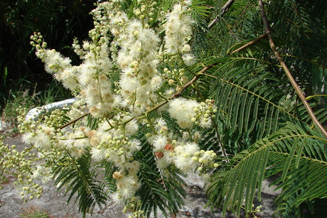 Anadenanthera colubrina – angico-branco