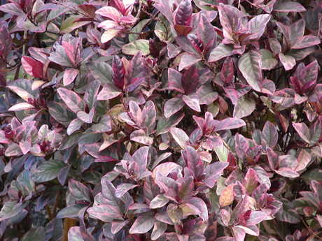 Pseuderanthemum carruthersii "Atropurpureum"