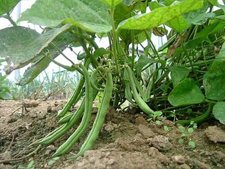 Phaseolus vulgaris - feijão