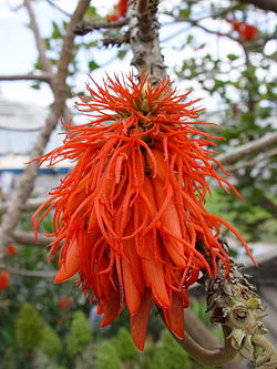 erythrina abyssinica (2)