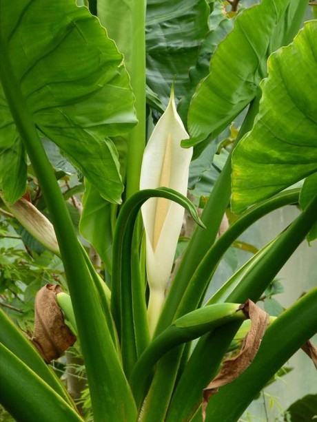 flor