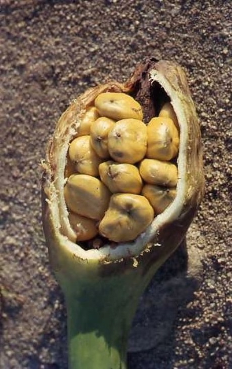 fruto