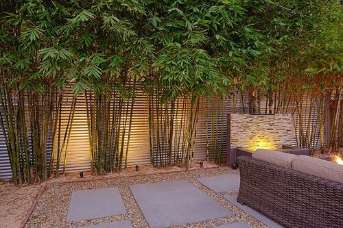 Como usar um bambu não invasivo no paisagismo