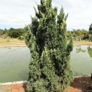 Juniperus chinensis “Torulosa”