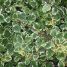 Plectranthus coleoides “Marginatus”