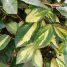 Elaeagnus pungens “Maculata”