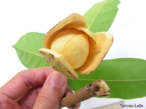 Annona montana | Jardim Cor