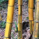 Bambusa vulgaris “Vittata”