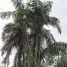 Oenocarpus minor