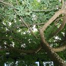 Ceiba erianthos
