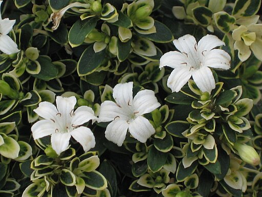 Serissa foetida Variegata | Jardim Cor